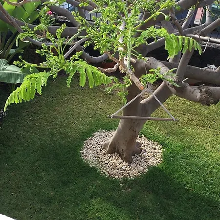 Bungalow Claudia Beachfront 度假居